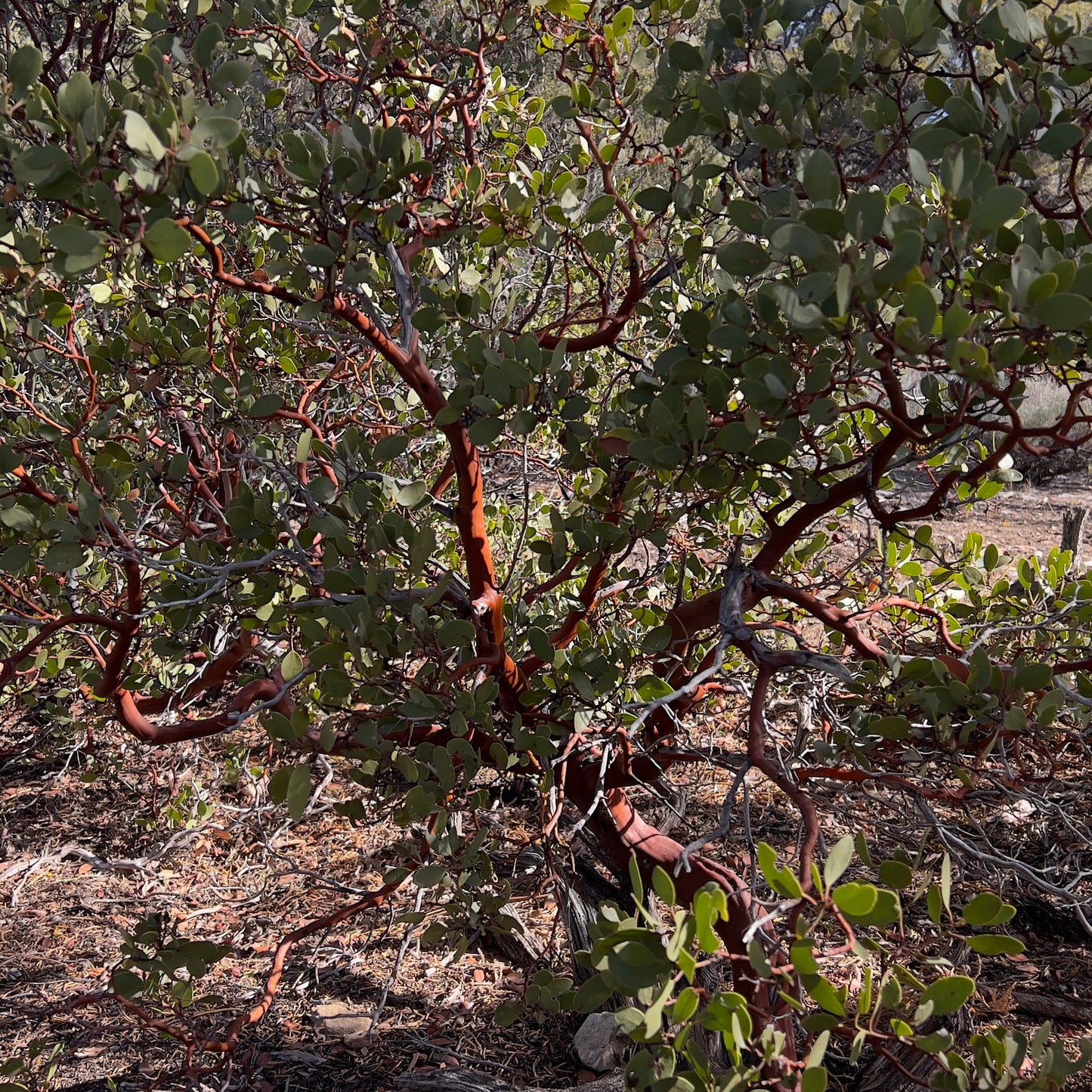 Manzanita red bark