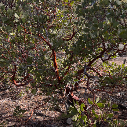 Manzanita red bark